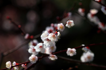 梅の花