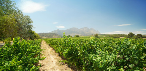 Stellenbosch vineyards, South Africa