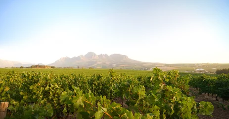 Cercles muraux Afrique du Sud Vignobles de Stellenbosch, Afrique du Sud