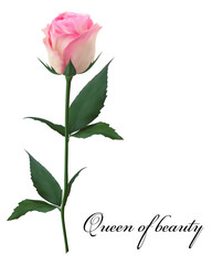 Реалистичная роза, королева красоты