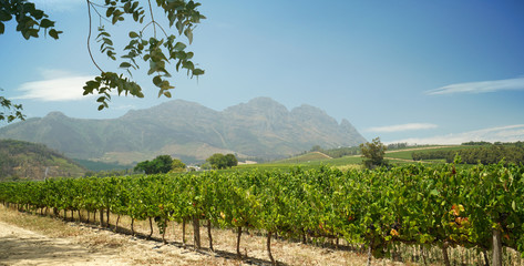 Fototapeta na wymiar Stellenbosch vineyards, South Africa