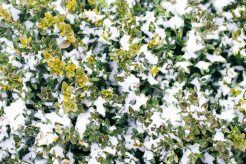 Background photo of a bush
