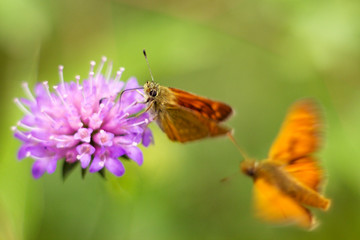Skipper butterfly sitting on a plant
