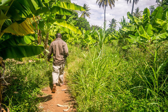 Man Walking Through Banana Plantation Is East Africa