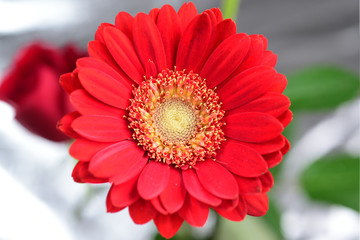 Gerbera/red Gerbera