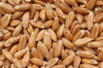 Spelt grains macro