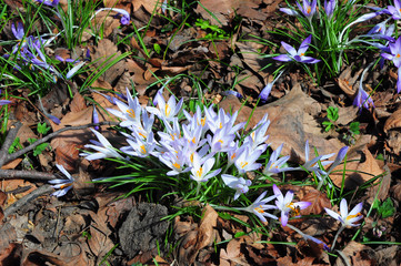 Wild forest spring flowers purple crocus flowers. Saffron in the garden. Purple crocus sativus Saffron growing in the garden