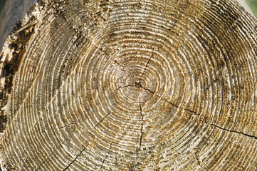 Naklejka premium tree section close up texture view