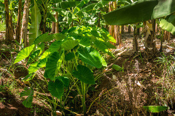 Yam plant growing in hot climate
