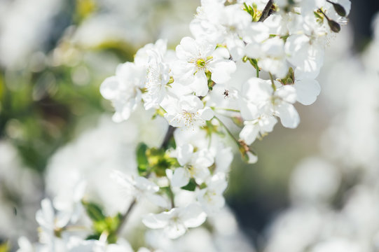 Spring sakura blossoming with white little flowers on the tree