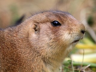 Black-tailed prairie dog