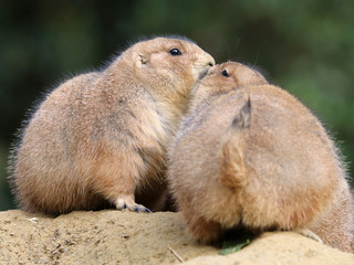 Black-tailed prairie dog