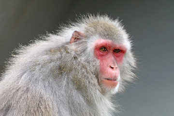 Japanese macaque