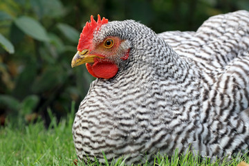Dutch blue chicken