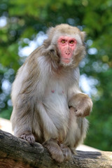 Naklejka premium Japanese macaque