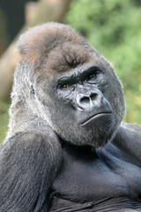 Fototapeta premium Gorilla