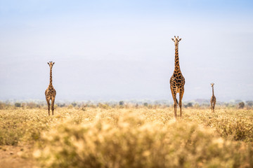 Three giraffes walking on savanna