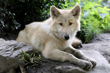 Young white wolf