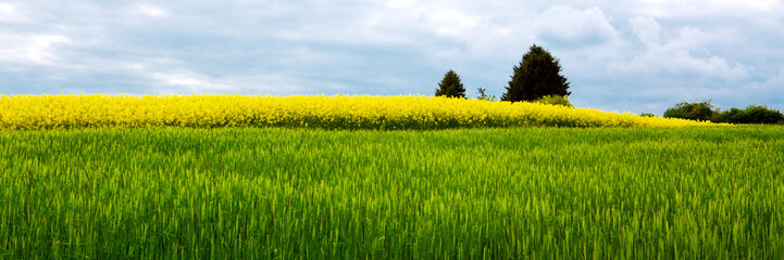 Rape flowers and gray clouds .