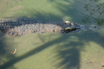 Crocodiles at Crocodile Farm in Thailand.