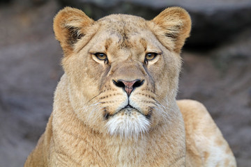 Lioness