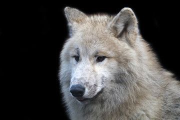 Fototapeta premium White wolf