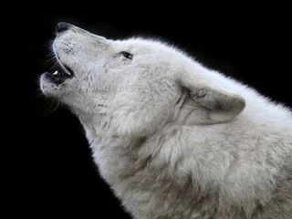 Photo sur Plexiglas Loup White wolf