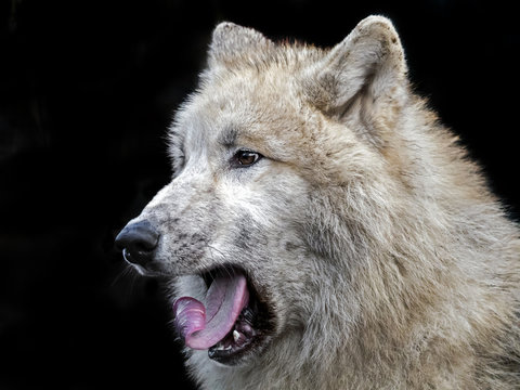 White wolf © Edwin Butter