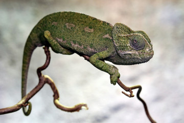 Jemen Chameleon