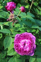 Beautiful flower on a natural background