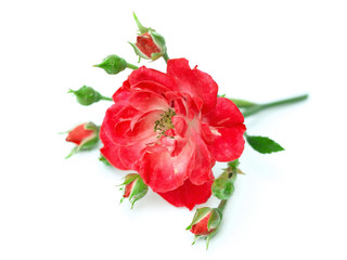 red rose on a white background
