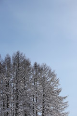 雪の積もった木々