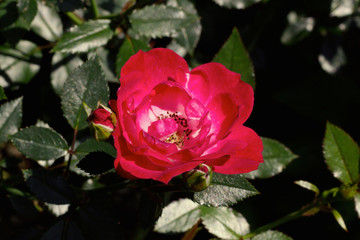 Red rose blooming in the garden