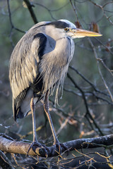 Blue Heron