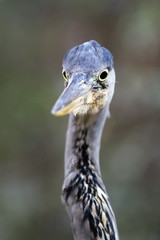 Blue Heron