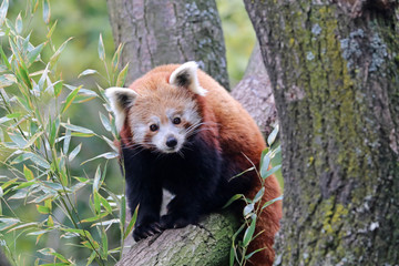 Naklejka premium Red panda