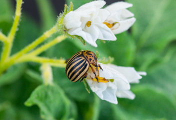 Colorado potato beetle eating potato flowers