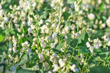 Fototapeta premium Flowers beans, growing in spring, background