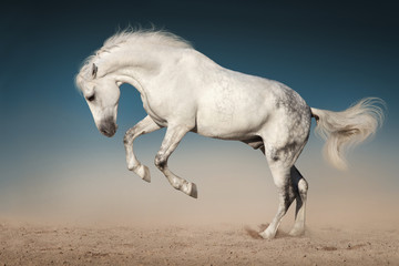 Obraz na płótnie Canvas White horse jump in desert against blue sky