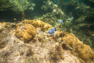 Blue fish on coral reef  in Indian Ocean