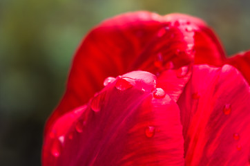 red tulips in the park, closeup. Spring landscape.