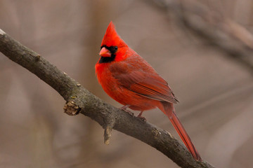 Male Cardinal on New Year's Eve 2016 at Meijer Gardens in Grand Rapids, MI. .......#adahighphoto #meijergardensbirds #malecardinal