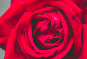 Fototapeta na wymiar Red rose closeup, festive background