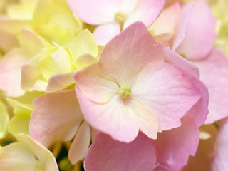 closeup image of pink hydrangea