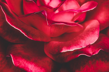 Red rose closeup, festive background
