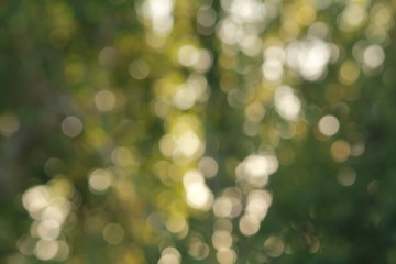 Obraz premium green blurred background