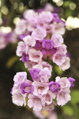 Garlic vine violet flower selective focus point