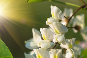 Fototapeta na wymiar flowers white acacia, spring natural background