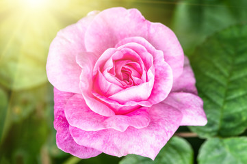 Pink roses in soft color, festive background