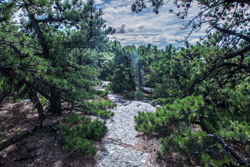 Fototapeta na wymiar Dwarf pine stone mountain hike New England